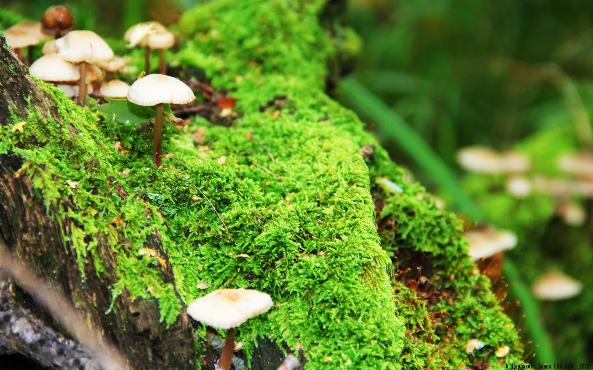 世界举重康复线上课堂新增案例实操直播栏目，世界举重锦标赛央视